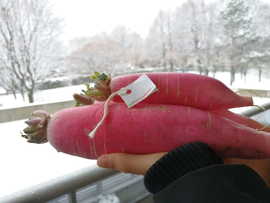 Graines de légumes de radis rose de Chine biologique Hundredfold 5 grammes - Raphanus sativus Heirloom sans OGM pour la plantation, micro-pousses, jeunes feuilles ou radis d'hiver