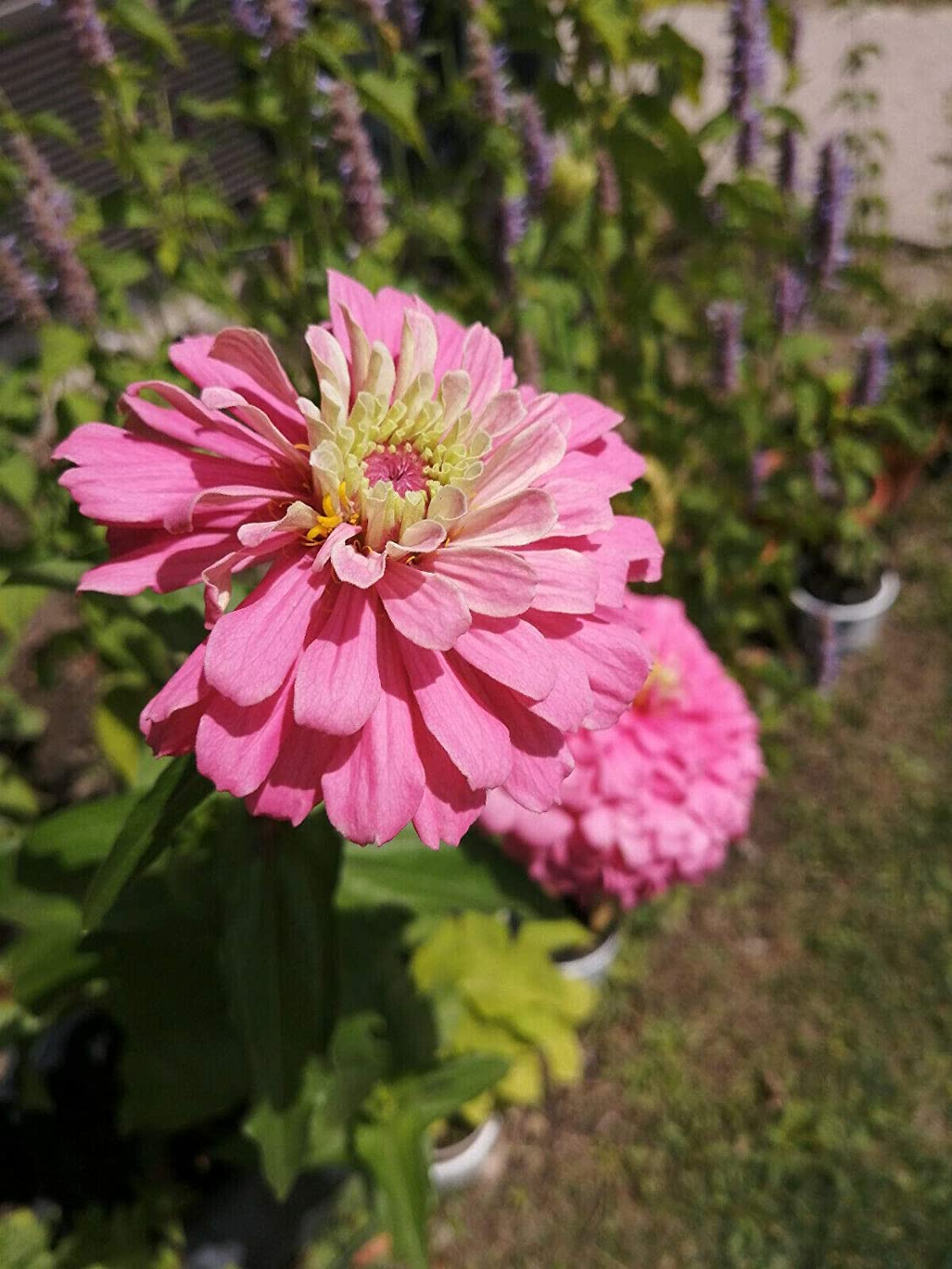 Hundredfold State Fair Mix Zinnia 100 Heirloom Seeds - Zinnia elegans Classic Cottage Garden Flower