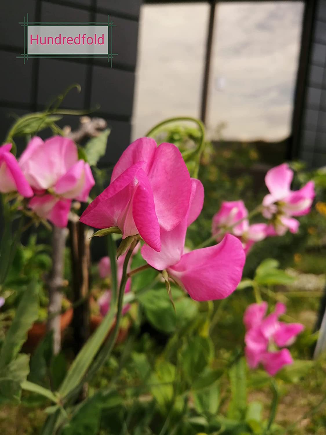 Mélange de pois de senteur centuple Mammoth Mix 30 graines de fleurs - Lathyrus odoratus Mélange de fleurs parfumées de rouge, blanc, violet et rose 