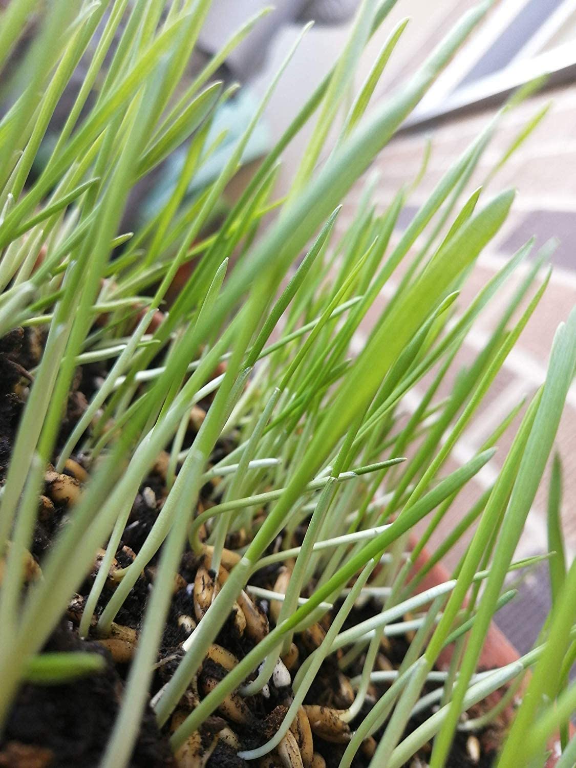 Organic Oat Seeds 1 oz (~600 PC) - Non-GMO Avena Sativa Grain Oatgrass Catgrass Cat Grass for Cats Kittens & Pets