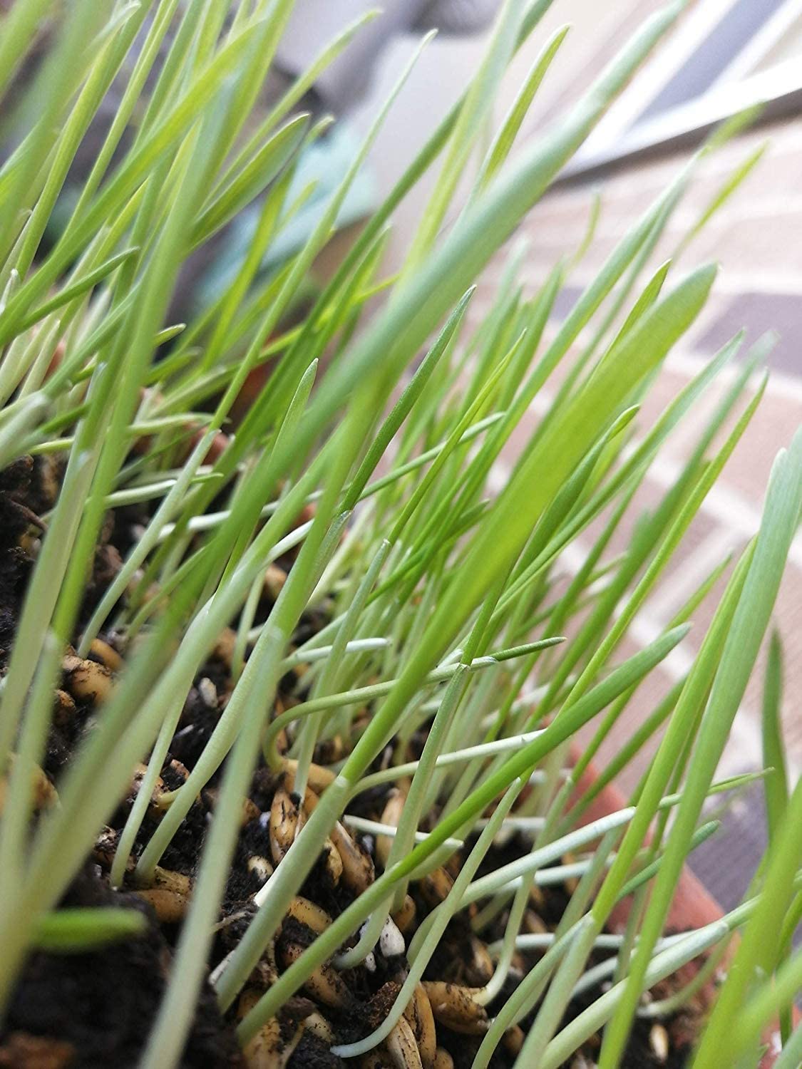 Hundredfold Multi-grain 3 Ounces Fresh Grain Seeds - Non-GMO Whole-grain, Including Oat, Rye and Barley, for Catgrass Cat grass and Pet Grass, Suitable for Cats, Dogs, Kittens, Rabbits and Guinea Pigs, 100% North America (USA or Canada) Seeds