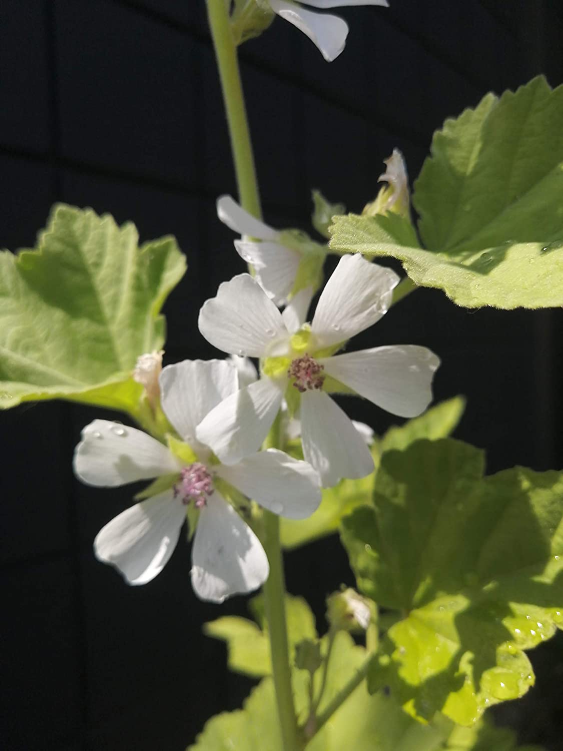 Guimauve biologique au centuple 50 graines d'herbes - Althaea officinalis Sans OGM pour racine de guimauve ou fleurs d'abeille 