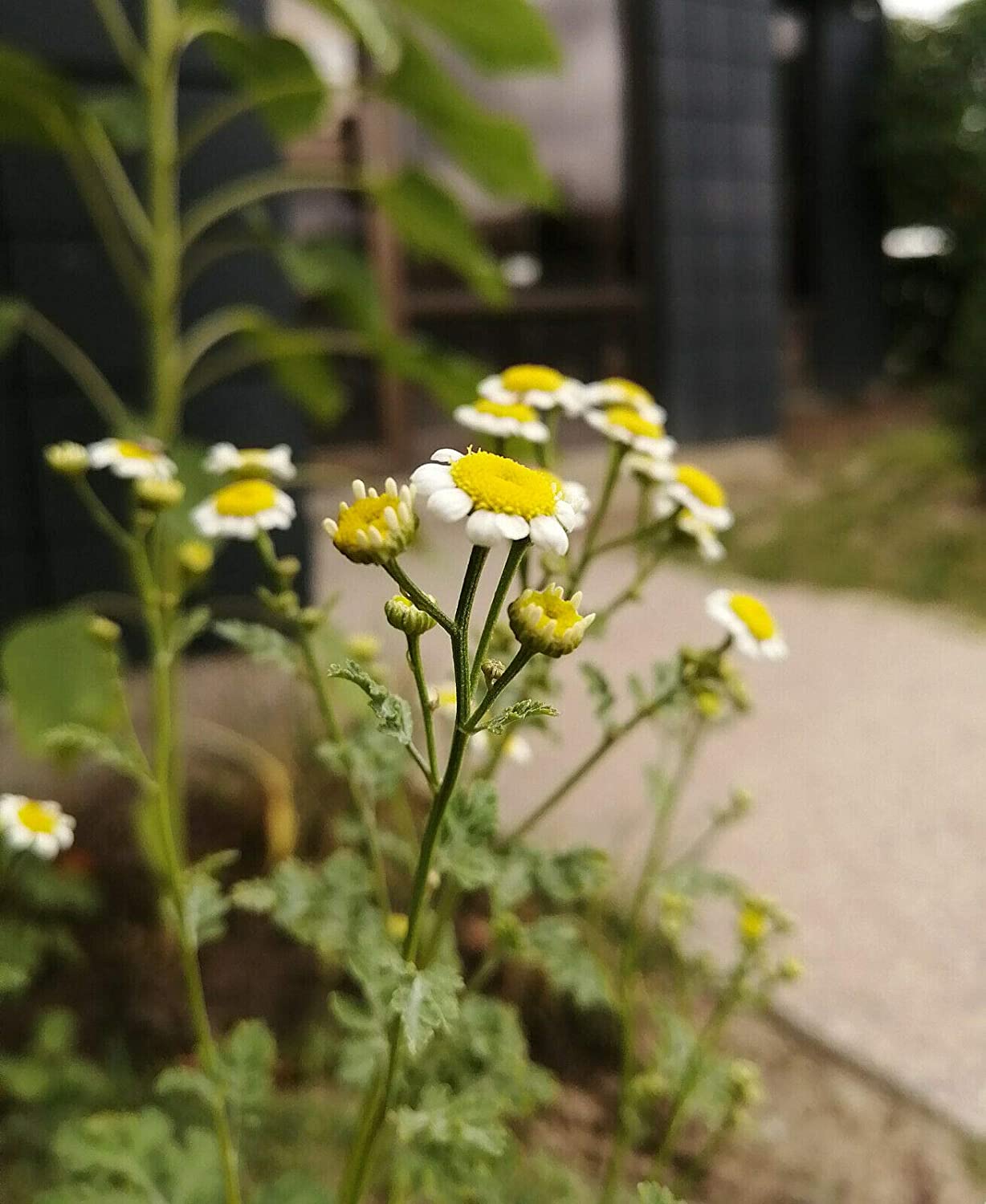 Grande camomille biologique au centuple 100 graines - Chrysanthème Tanacetum parthenium, herbe médicinale traditionnelle, fleurs ressemblant à des marguerites 