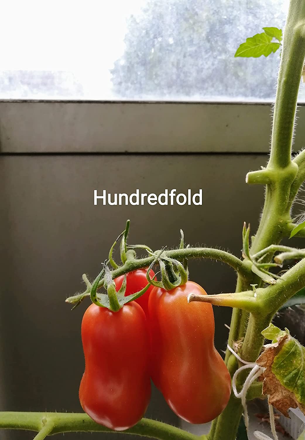 Hundredfold San Marzano Paste Tomato 30 Vegetable Seeds - Heirloom Italian Plum Tomato for Paste, Sauce and Canning