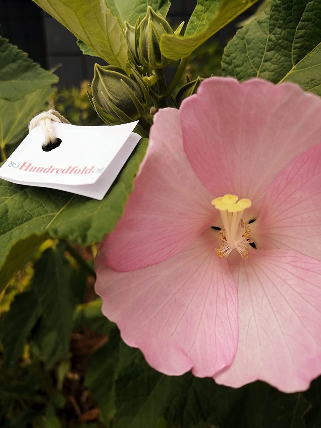 Hundredfold 10 Swamp Rose Mallow Flower Seeds - Hibiscus moscheutos Rosemallow, Marshmallow Hibiscus, Ontario Native Wild Flower Perfect for Cottage & Rain Garden