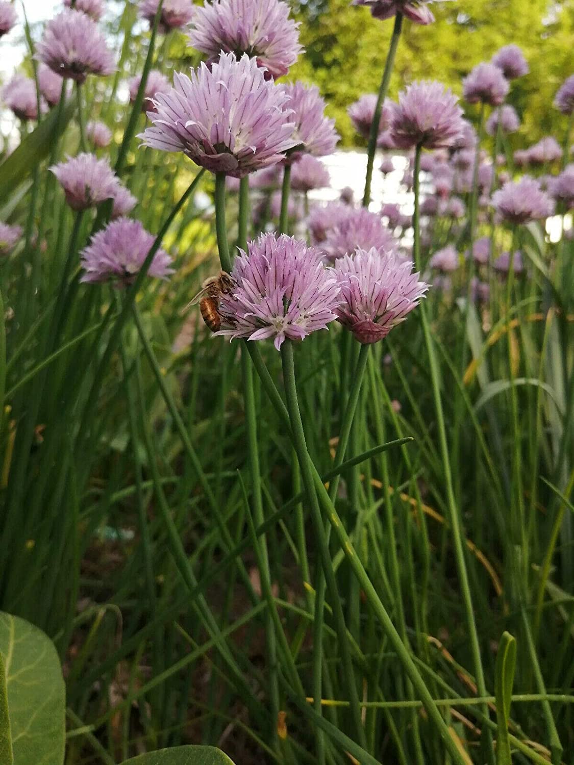Hundredfold Organic Purple Flower Chive Herb Allium schoenoprasum Heirloom 1000 Seeds - Easy to Grow