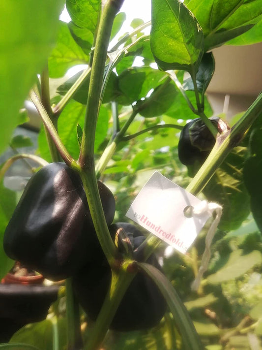 Hundredfold Organic Purple Beauty Sweet Bell Pepper 30 Vegetable Seeds - Capsicum annuum Non-GMO, Container & Raised Bed, Grow Your Own Food, Packed and Shipped in Canada