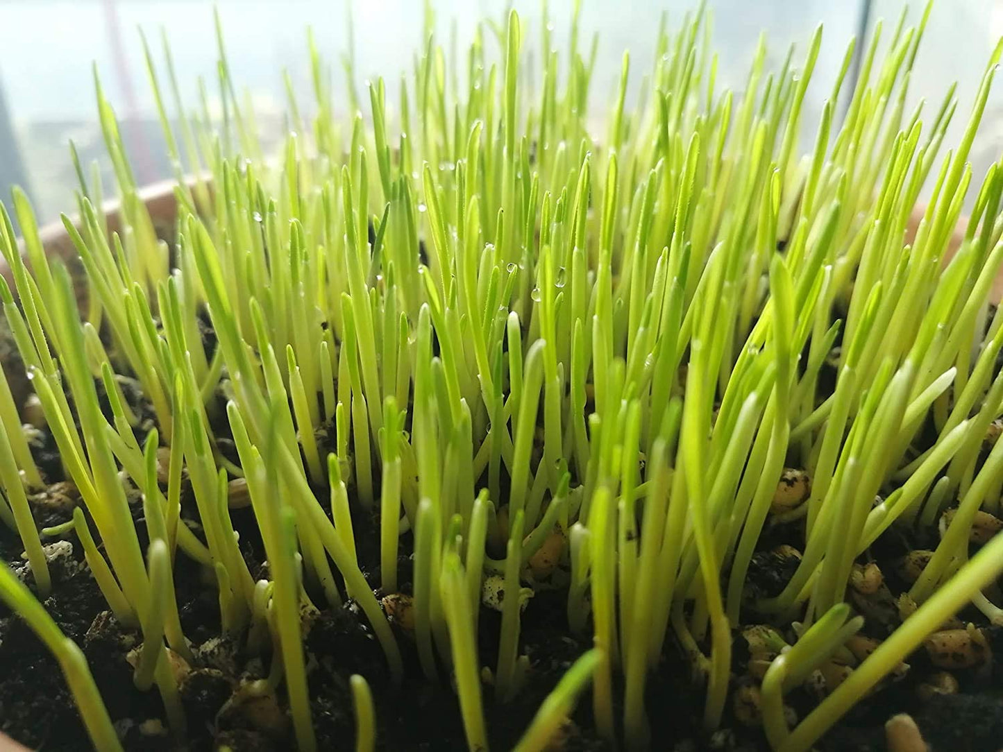 Graines de blé dur biologiques germées 50 grammes – Triticum, friandises saines sans OGM pour chatons et animaux de compagnie, herbe à chat, herbe de blé, herbe de blé pour chiens, lapins et cochons d'Inde, emballées et expédiées au Canada 