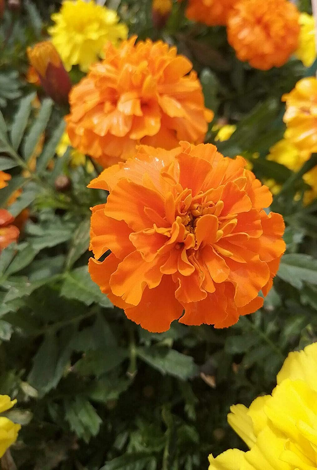 Hundredfold Crackerjack Mix African Marigold 400 Flower Seeds - Tagetes erecta Cracker Jack Mexican Marigold with Large Flowers & Long Bloom Time