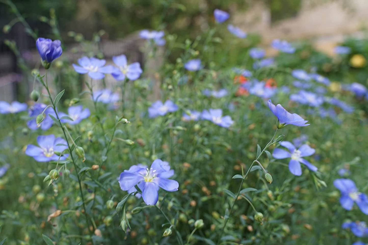 Graines de lin bleu centuple 500 graines de fleurs - Linum perenne sans OGM, lin des prairies, lin vivace 