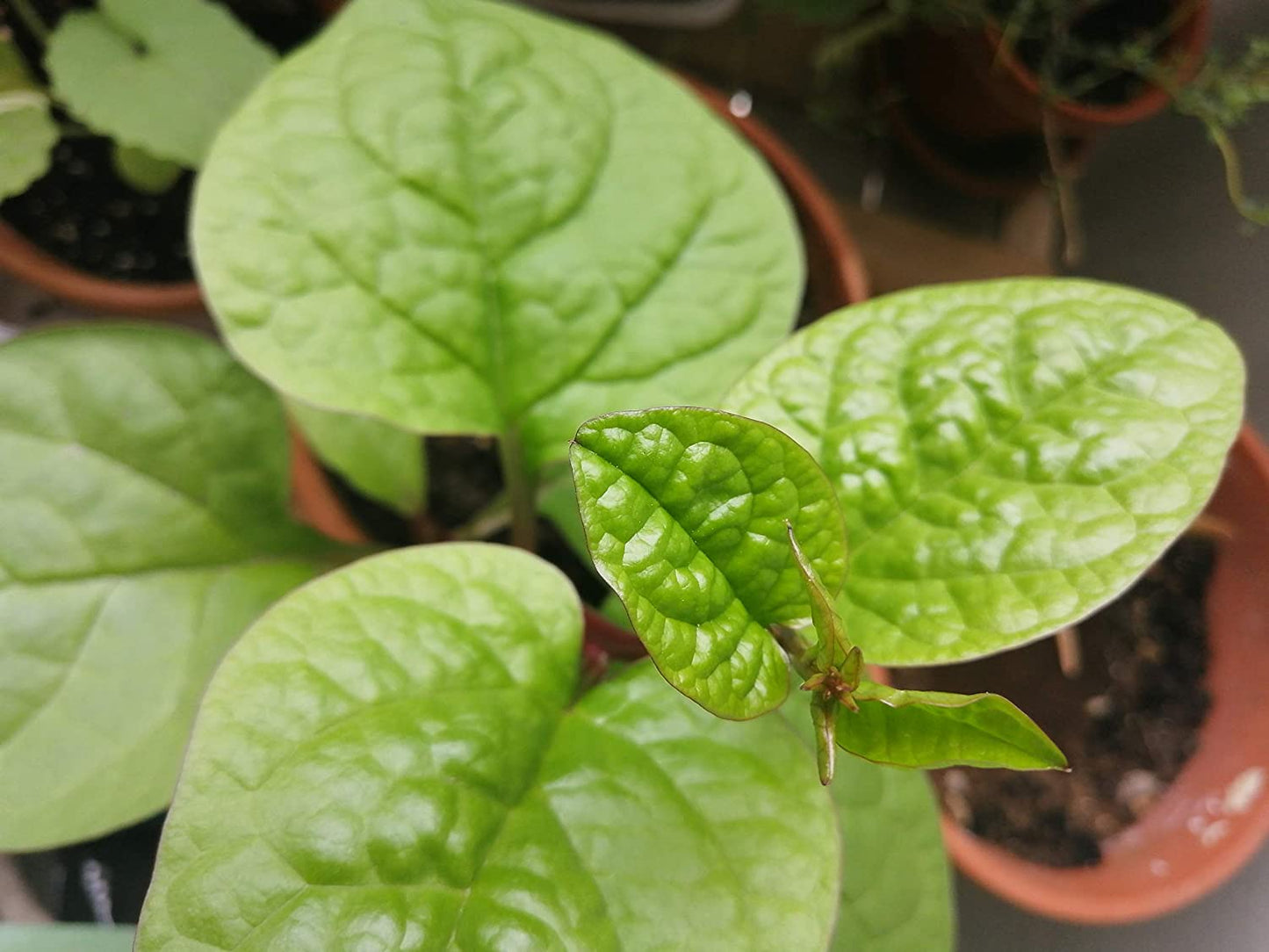 Épinard de Malabar à vigne rouge 50 graines de légumes – Basella alba Épinard de Ceylan, sans OGM, jardin en pot ou balcon 