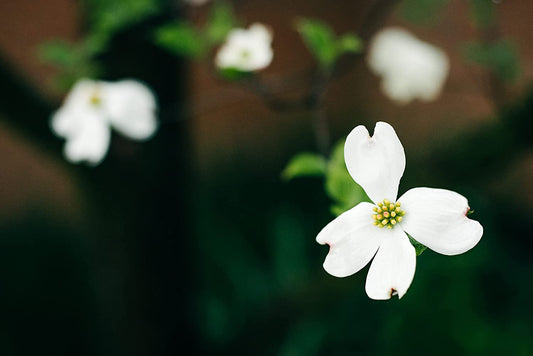 Hundredfold Bunchberry Bunch Berry 1 Live Pant - Cornus Canadensis Creeping Dogwood, Canada Bunchberry Ground Cover Produce Edible Fruits