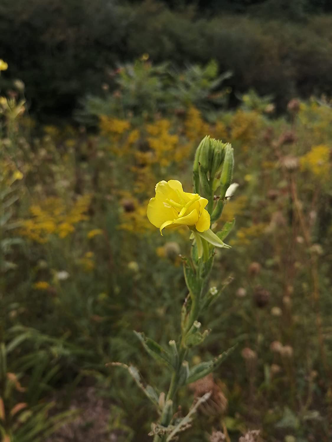 Oenothera biennis - Oenothera biennis - Oenothera biennis - Oenothera biennis - Oenothera biennis - Oenothera biennis - Oenothera biennis - Oenothera biennis 