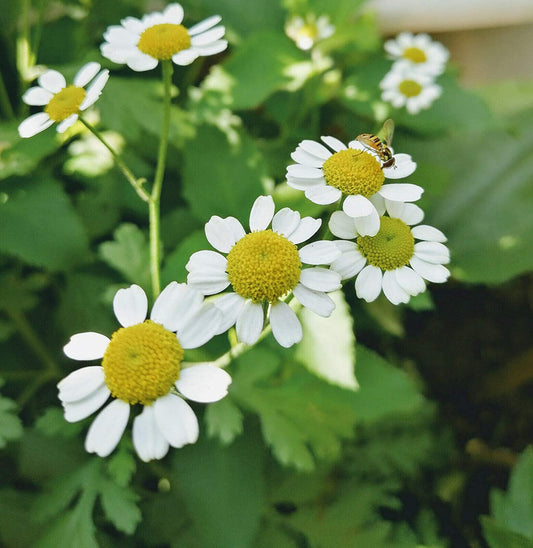 Grande camomille biologique au centuple 100 graines - Chrysanthème Tanacetum parthenium, herbe médicinale traditionnelle, fleurs ressemblant à des marguerites 