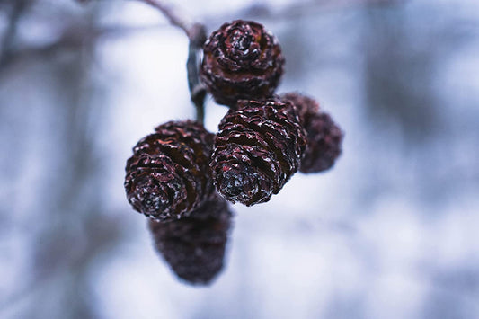 Aulne à feuilles minces - Alnus icana subsp. tenuifolia - 50 graines - Petit arbre indigène du Canada, fixateur d'azote, excellent pour les haies et les brise-vent 
