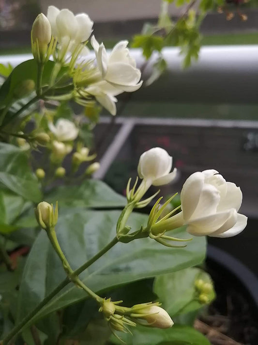 Plante de jasmin centuple 1 petite bouture - Jasminum sambac Maid of Orleans, jasmin de thé, plante vivante à racines nues, plante d'intérieur, produisant des fleurs parfumées, cultivée en Ontario 