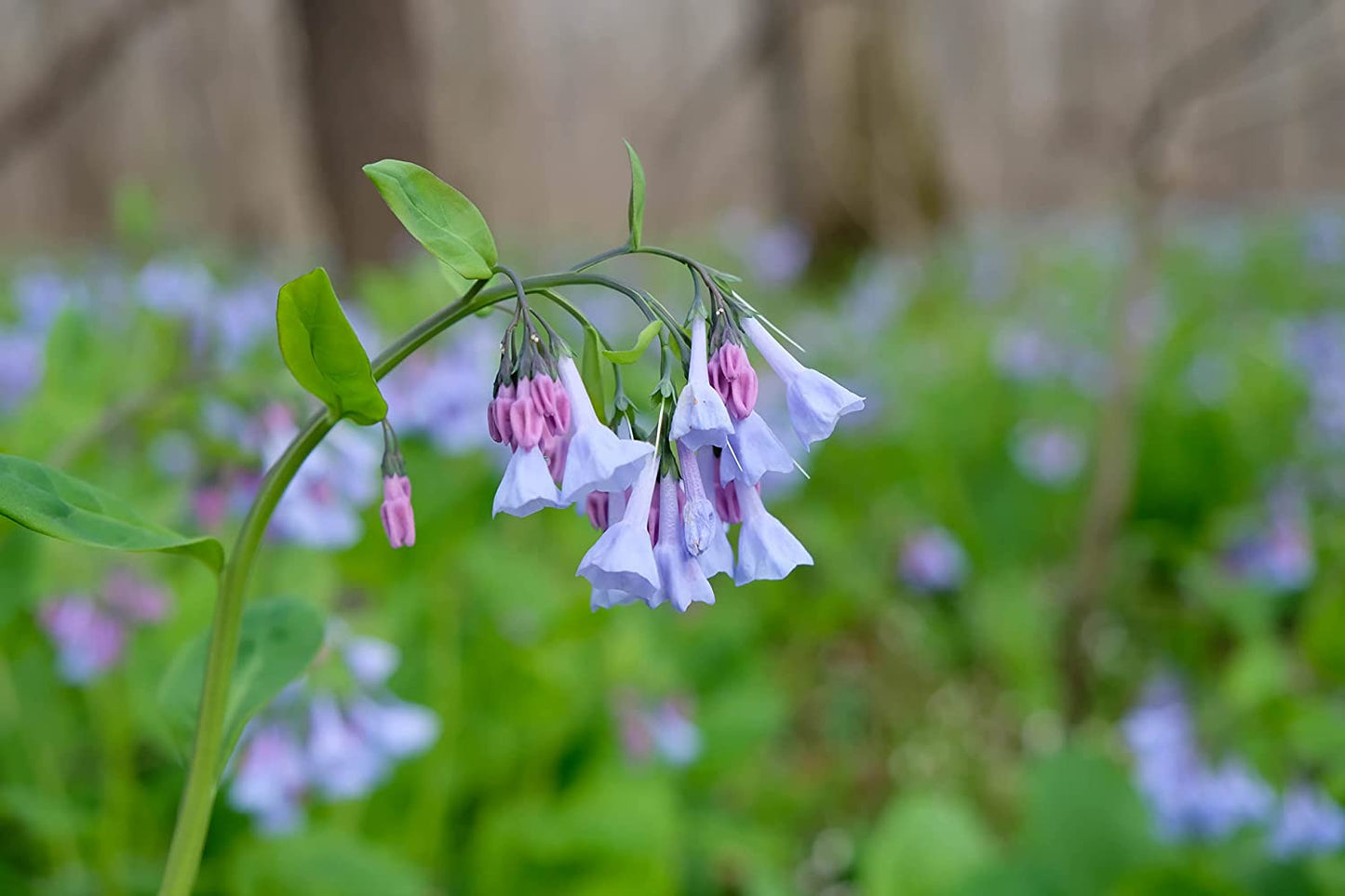 Hundredfold Virginia Bluebells 30 Seeds - Mertensia virginica Ontario Quebec Native Woodland Perennial Wildflower Wild Flower