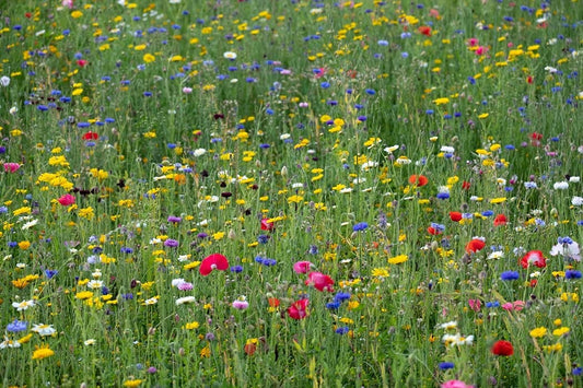 Western Canada Wildflower Mix 10 Grams Untreated Seeds, Mix of 20 Flower Varieties, Includes California Poppy, Fivespot, Lupine & More, Covers 100 Sq Ft, for Orchard, Garden & Lawn