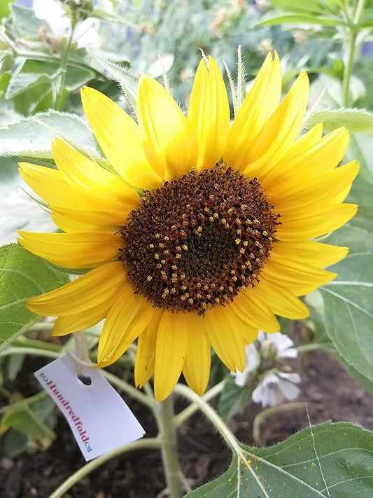 Tournesol nain 25 graines à planter - Helianthus annuus Tige unique, Mini tournesol, Jolie fleur de jardin, Sans OGM, Conteneur, Patio et cour 