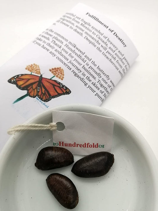 Pawpaw Seedling (Asimina triloba) – Ontario-Grown Native Fruit Tree | Hundredfold Canada