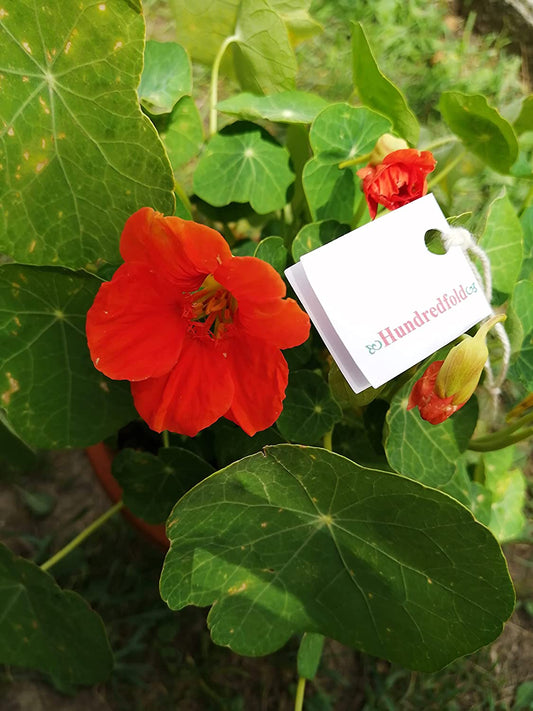 Hundredfold Jewel Mix Nasturtium 30 Seeds - Tropaeolum majus Bush Habit, Easily Grown, Edible Flower