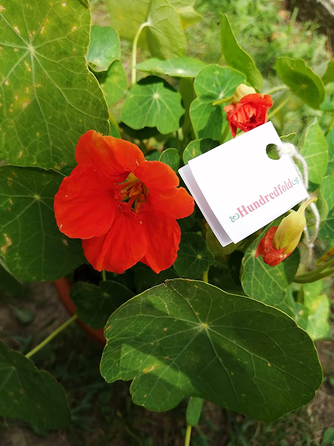 Mélange de bijoux centuple Capucine 30 graines - Tropaeolum majus Port buissonnant, Facile à cultiver, Fleur comestible 