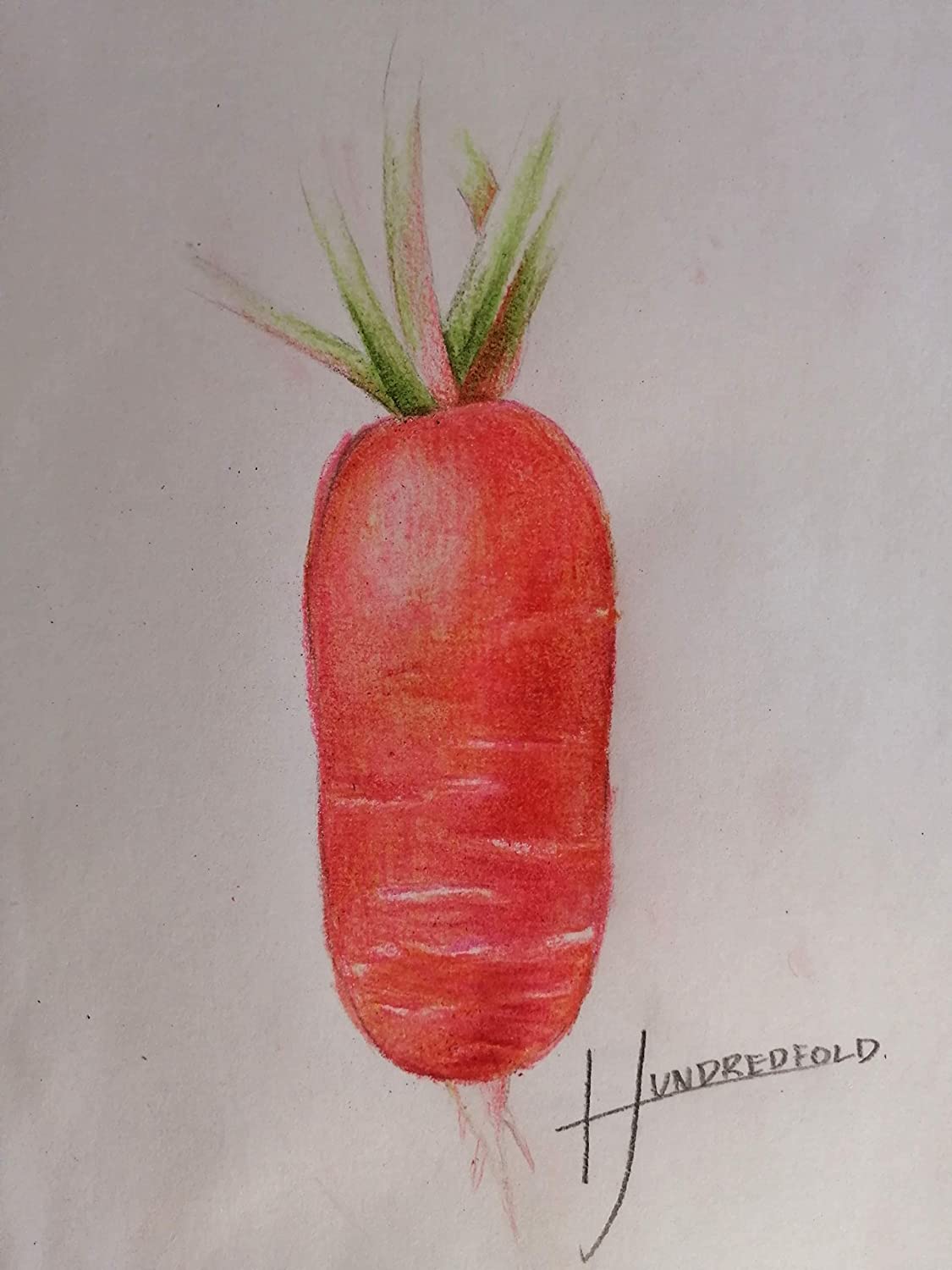 Hundredfold Organic China Rose Radish 5 Grams Vegetable Seeds - Raphanus sativus Heirloom Non-GMO for Planting, Microgreen, Baby Leaf or Winter Radish