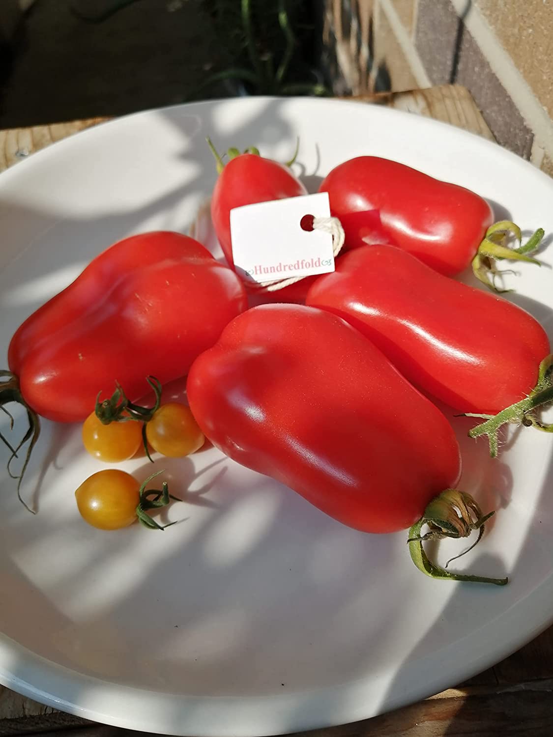 Hundredfold San Marzano Paste Tomato 30 Vegetable Seeds - Heirloom Italian Plum Tomato for Paste, Sauce and Canning