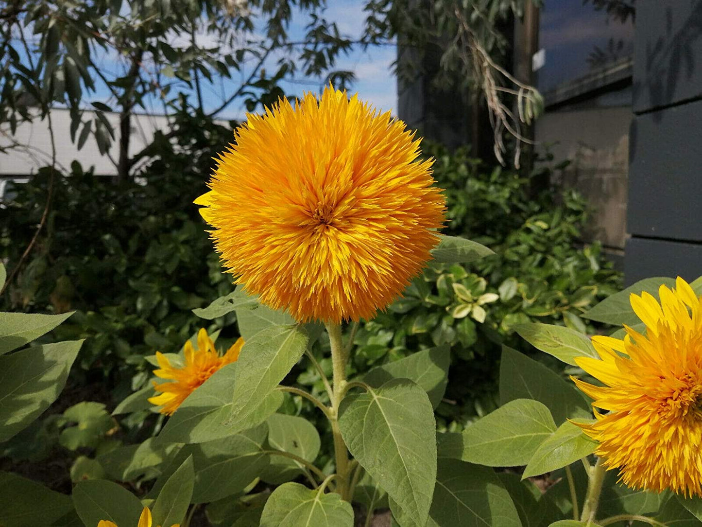 Teddy Bear Dwarf Sunflower 50 Flower Seeds - Helianthus annus Attracts Bees and Birds