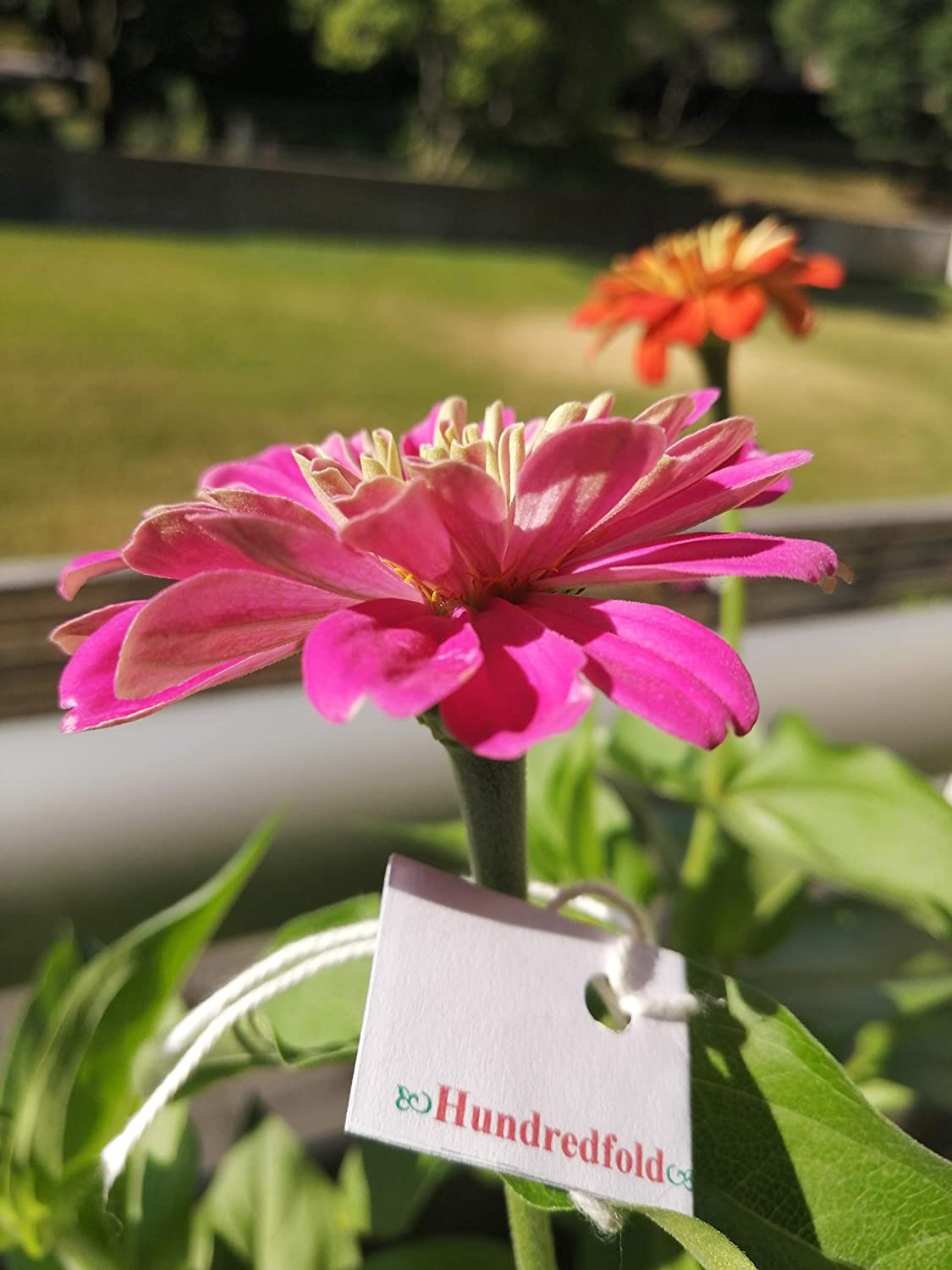 Mélange de 200 graines de Zinnia géantes de Californie au centuple - Zinnia elegans Fleurs audacieuses et lumineuses accrocheuses 