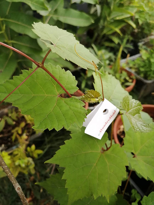 Raisin de rive 10 graines - Vitis riparia Raisin indigène sauvage du Canada, excellent pour l'alimentation (Dolmades), le porte-greffe ou l'aménagement paysager 