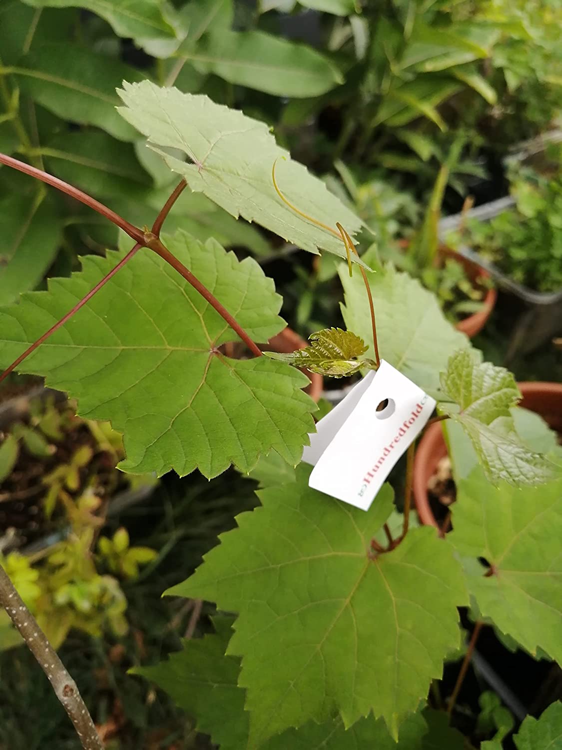 Hundredfold Riverbank Grape 10 Seeds - Vitis riparia Canada Wild Native Grape, Excellent for Food (Dolmades), Rootstock or Landscaping