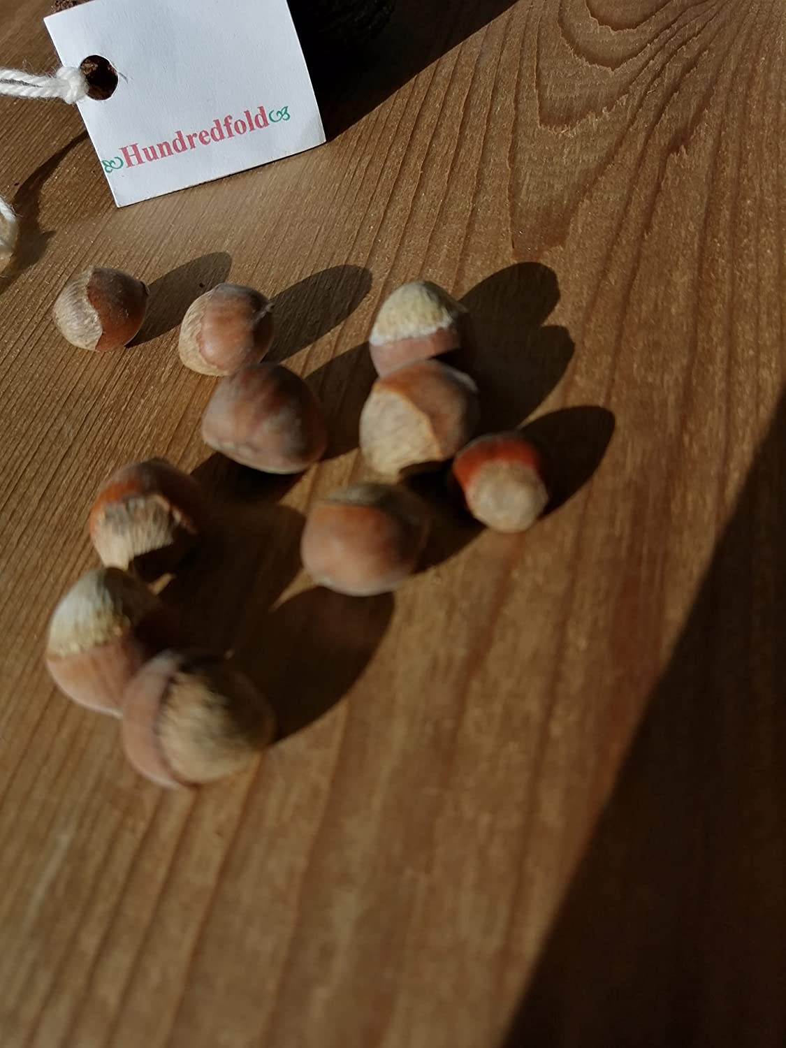 Hundredfold American Hazelnut 5 Tree Seeds - Corylus Americana Non-GMO Canada and USA Native, Filbert Nuts