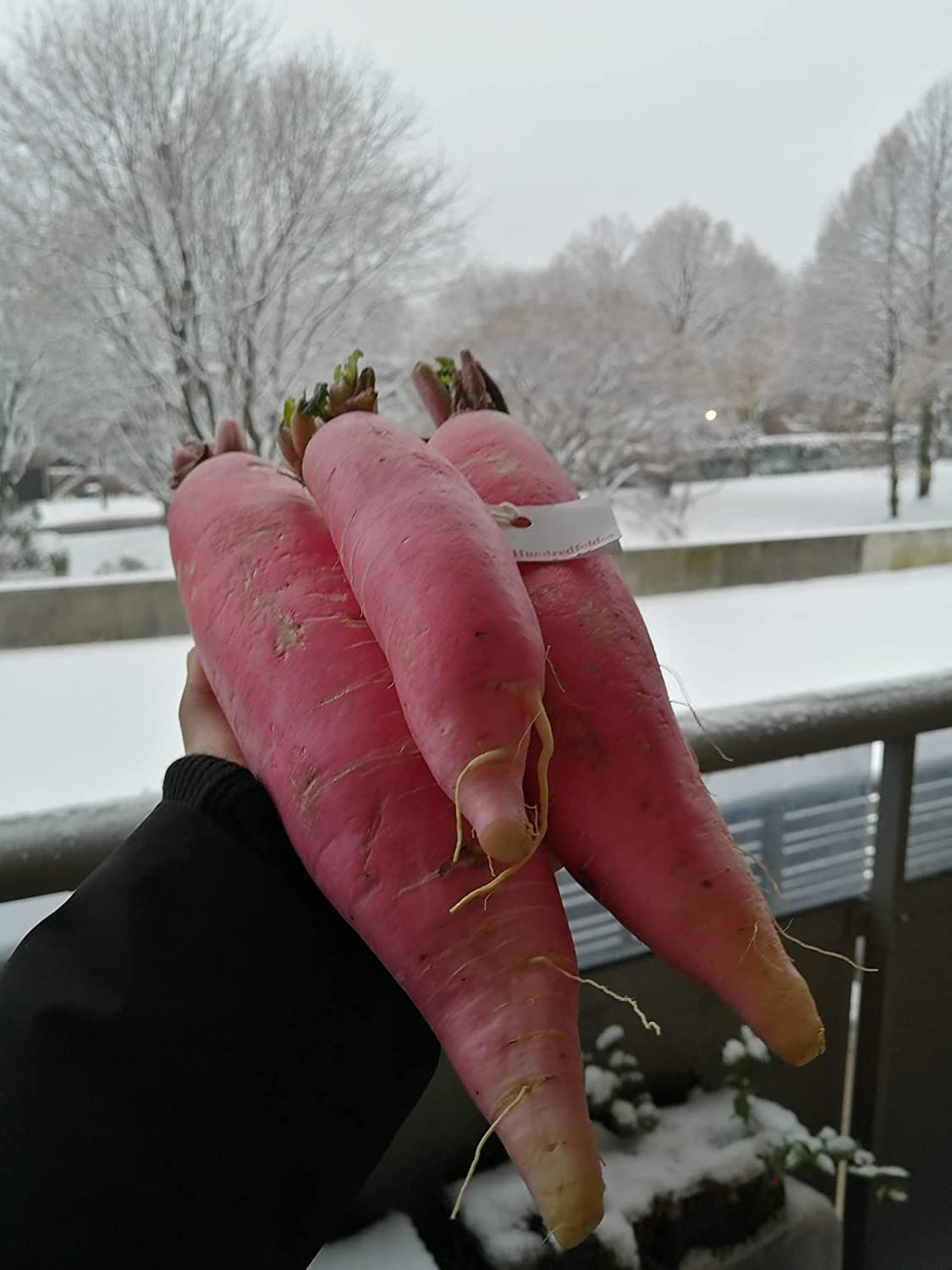 Hundredfold Organic China Rose Radish 5 Grams Vegetable Seeds - Raphanus sativus Heirloom Non-GMO for Planting, Microgreen, Baby Leaf or Winter Radish