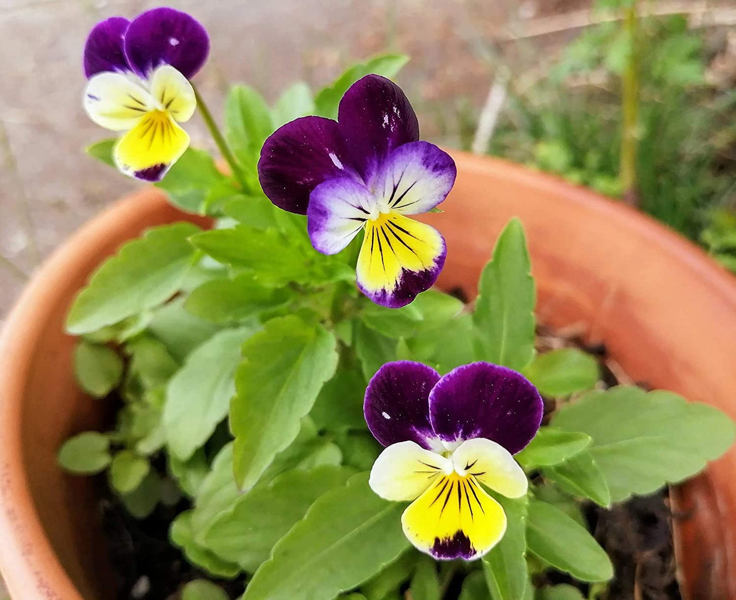 Johnny-Jump-Up 100 graines - Viola Tricolor Pensée de coeur sans OGM, Pensée sauvage, Fleurs comestibles 