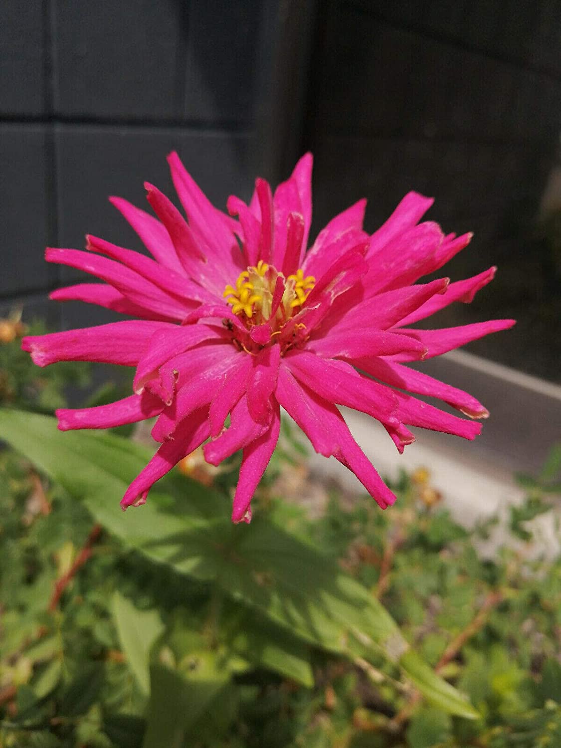 Hundredfold State Fair Mix Zinnia 100 Heirloom Seeds - Zinnia elegans Classic Cottage Garden Flower