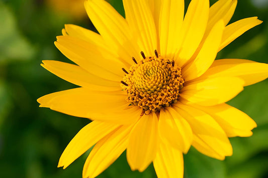 Tournesol œil de bœuf centuple 100 graines - Heliopsis helianthoides Tournesol œil de bœuf lisse, faux tournesol Fleur sauvage indigène du Canada Fleur sauvage 