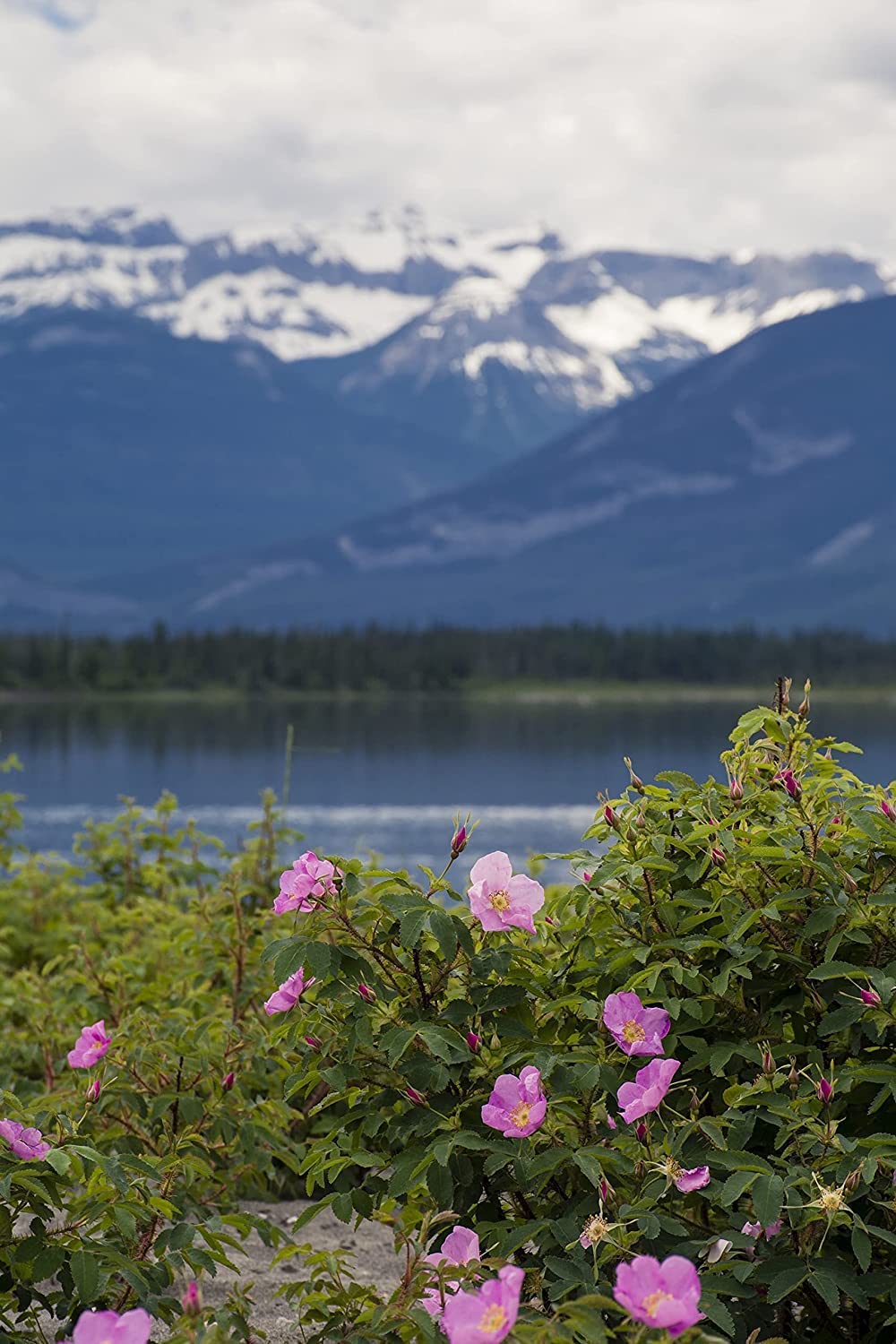 Rosier sauvage de l'Alberta (épineux) 1 bouture - Rosa acicularis Fleur sauvage indigène du Canada Racines nues Racines nues Une petite plante vivante (sans pot), produit des pousses de roses comestibles pour le thé et la confiture 