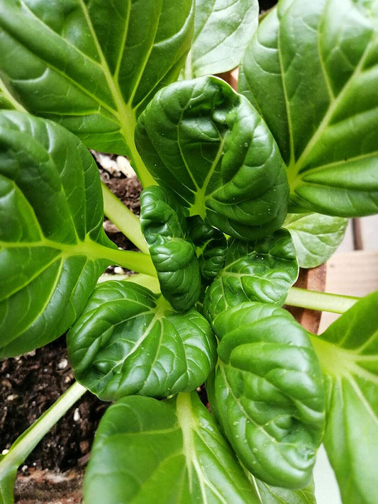 Chou chinois Tatsoi au centuple 500 graines de légumes - Brassica rapa, Pakchoi Pak Choi Heirloom Rosette Bok Choy sans OGM ou moutarde aux épinards pour la maison, le jardin, la cour, le balcon et la plantation intérieure 