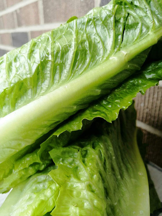 Hundredfold Parris Island Cos Romaine Lettuce 1000 Vegetable Seeds - Lactuca Sativa Non-GMO