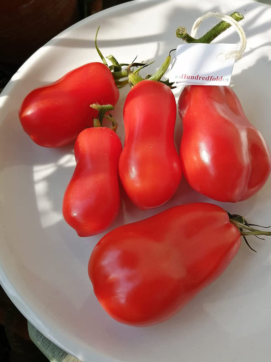 Tomate San Marzano centuple 30 graines de légumes - Tomate prune italienne Heirloom pour pâte, sauce et mise en conserve 