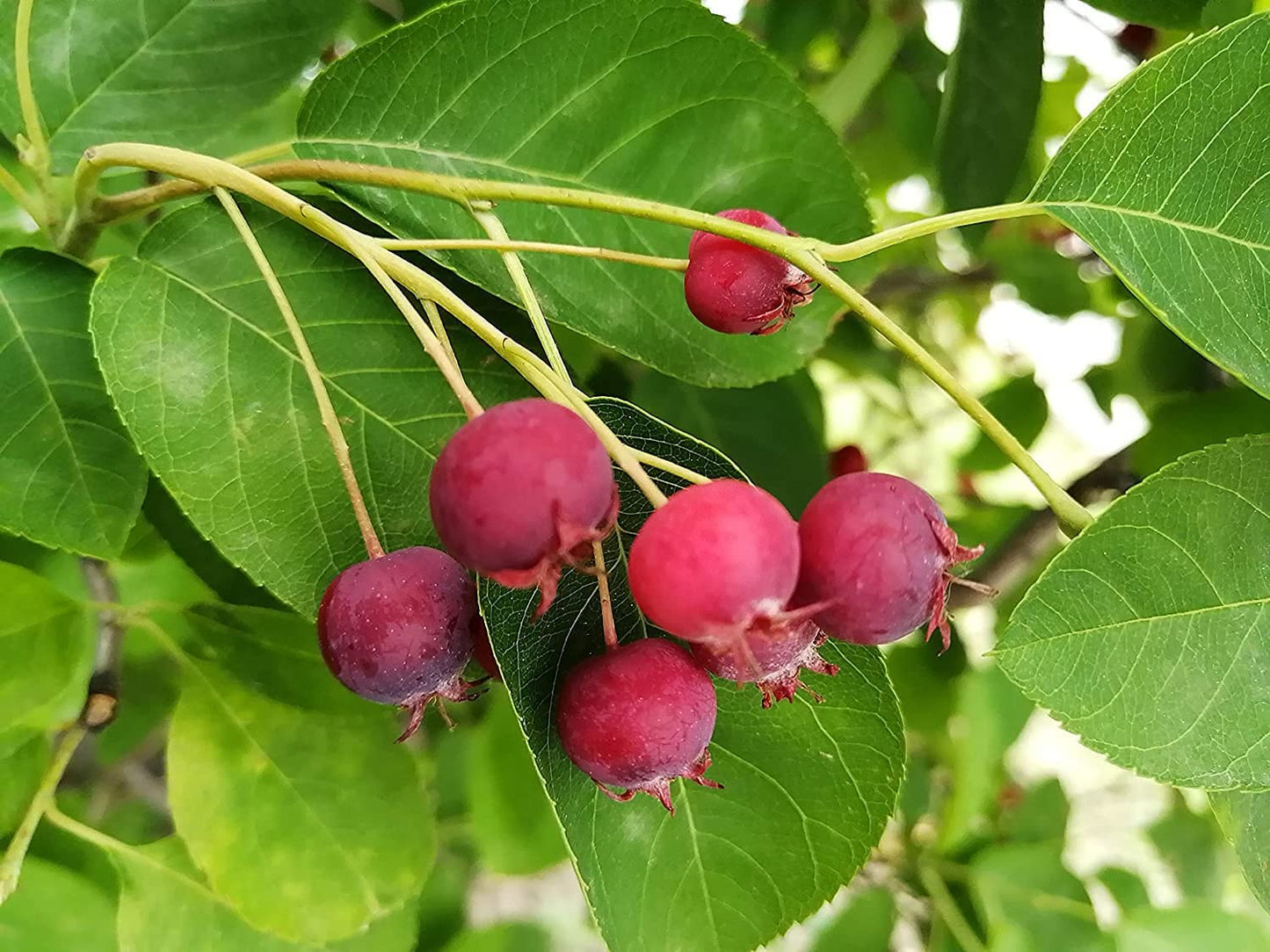 Amélanchier centuple Baie de juin Baie de juin 1 plantule - Shadblow, Shadbush ou Saskatoon Berry Arbuste fruitier indigène du Canada et des États-Unis, à racines nues Racines nues Une plante vivante (sans pot) 