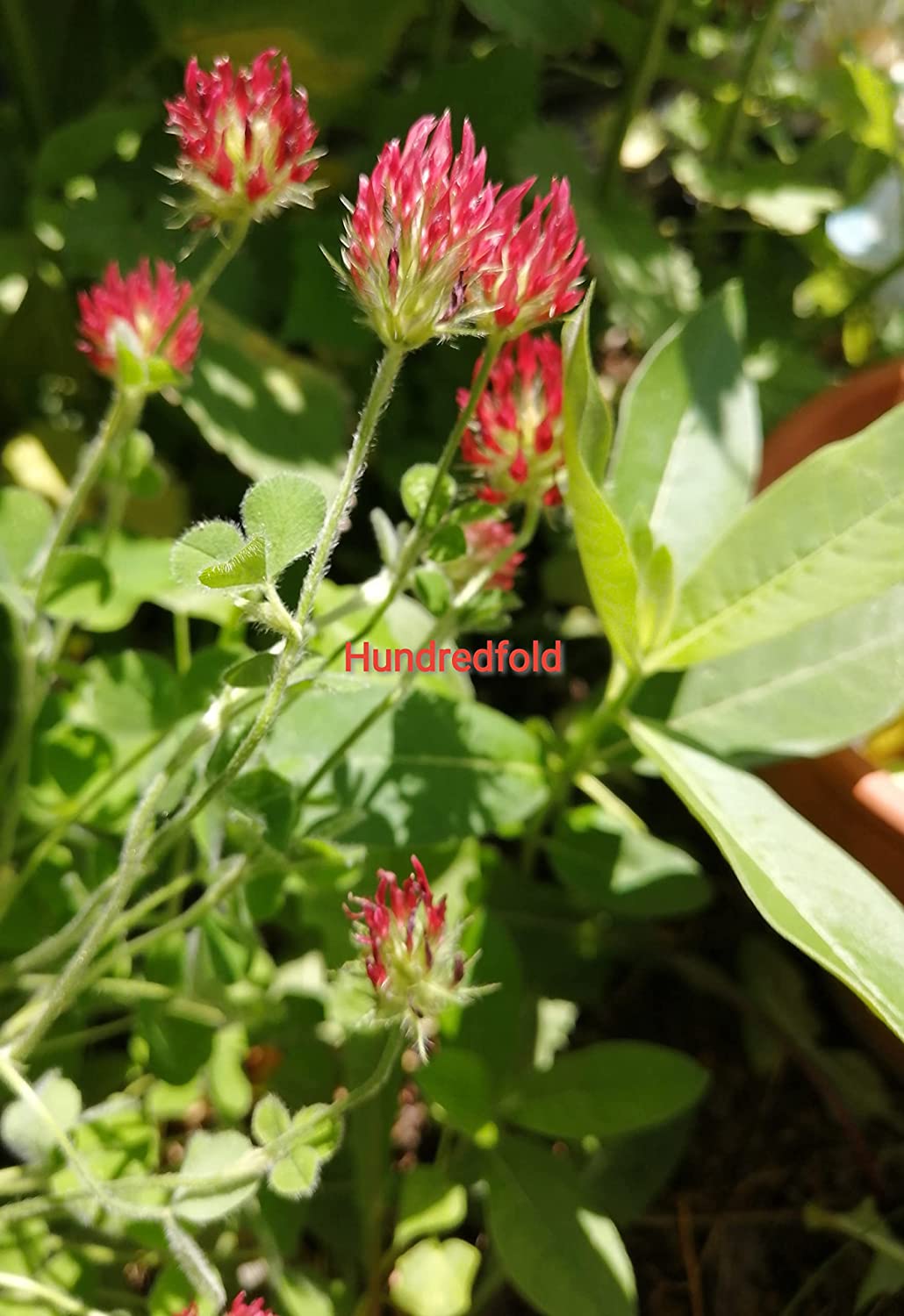 Graines de trèfle incarnat centuple 15 g (0,5 oz) - Trifolium incarnatum Fleur attrayante, fourrage et culture de couverture, couvre 50 pi², pour pelouse, jardin, parcelle vivrière et terres cultivées 