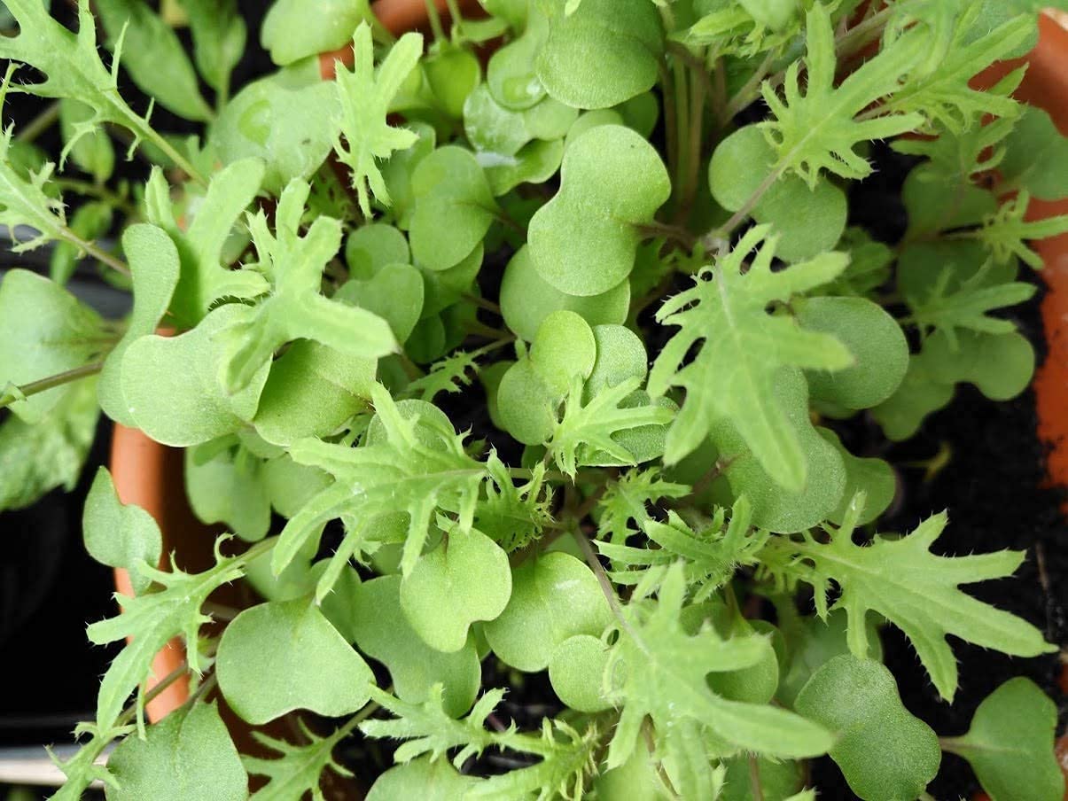 Hundredfold Organic Red Russian Siberian Kale 500 Seeds - Brassica Napus Heirloom Non-GMO, Nutritious Microgreen or Baby Leaf