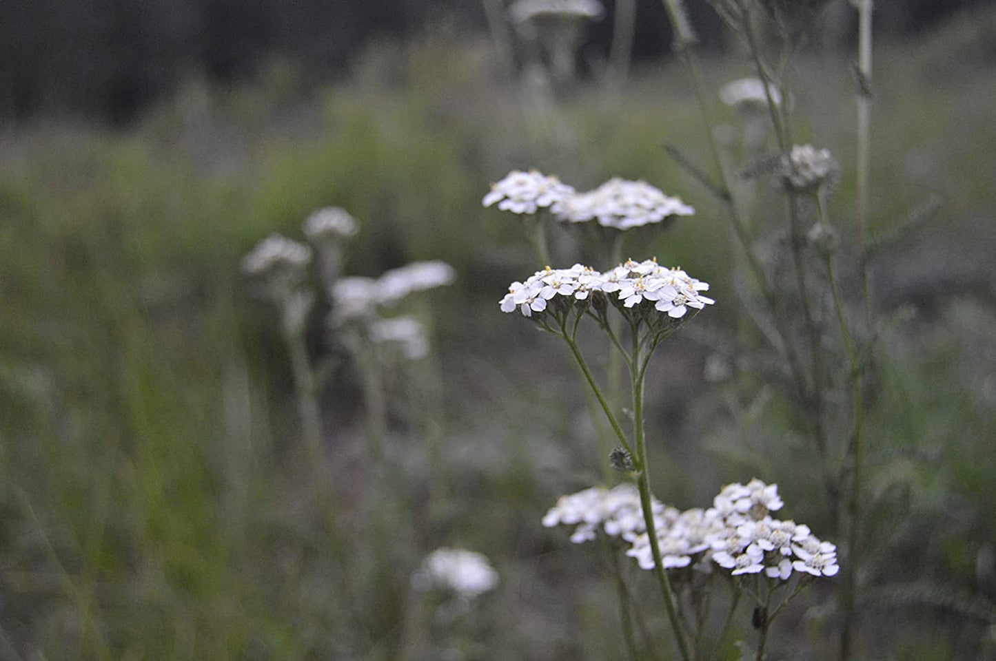 Achillée millefeuille blanche au centuple 1000 graines - Achillea millefolium pour papillons et abeilles, excellente pour la pelouse et le gazon 