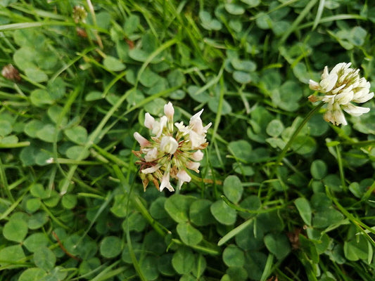 Hundredfold White Dutch Clover Trifolium repens 1 lb Seeds - Perennial Legume Non-GMO Cover Crop, Ground Cover & Bee Plant for Lawn, Garden & Cropland, Shipped in Canada