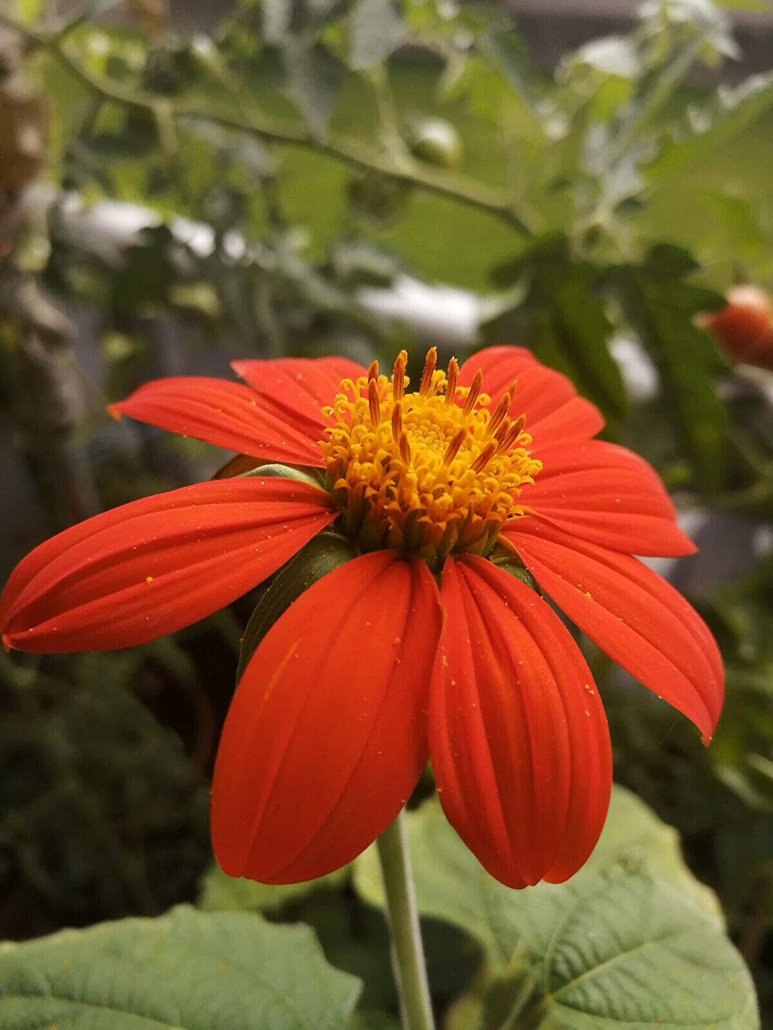 Torch Tithonia 50 Flower Seeds - Tithonia rotundifolia, Mexican Sunflower for Bees, Butterflies and Hummingbirds, Flower Bed, Border & Container
