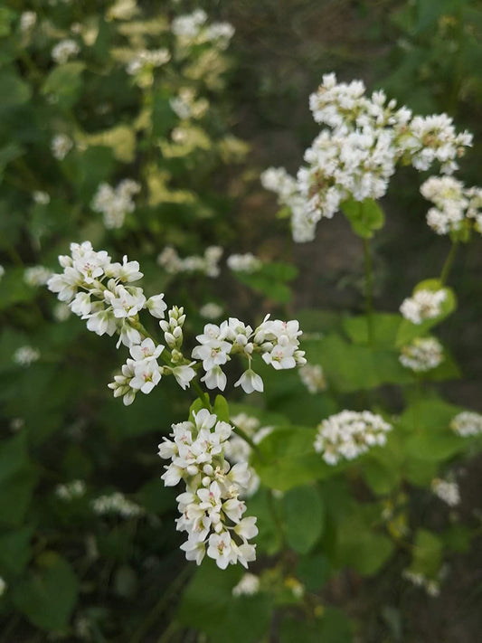 Hundredfold Organic Common Buckwheat Seeds - Fagopyrum sagittatum for Cover Crop, Game Bird & Deer Food Plot (4 pounds)