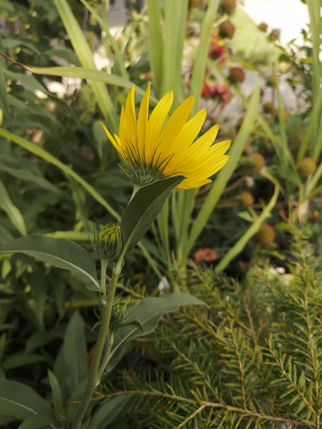 Hundredfold 50 Maximilian Sunflower Seeds - Helianthus maximiliani Max Sunflower Canada & USA Native Prairie Wild Flower