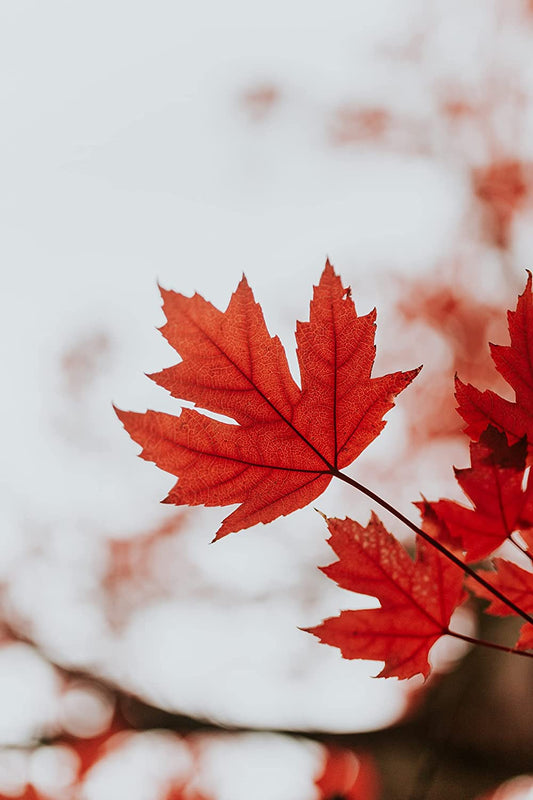 Érable des Rocheuses 10 graines - Acer glabrum Érable à roche Érable Douglas Arbre indigène de l'Ouest du Canada, pour la plantation en avant-cour, en arrière-cour et en plein champ 